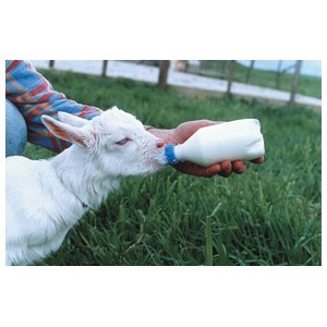 Lamb Feeder Excal Topper Each