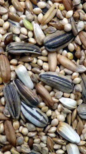 Avi Grain Cockatiel Blue Seed 20kg