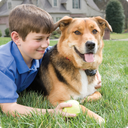 PetSafe Add a Dog Deluxe Ultralight Dog Receiver Collar In Ground Fence