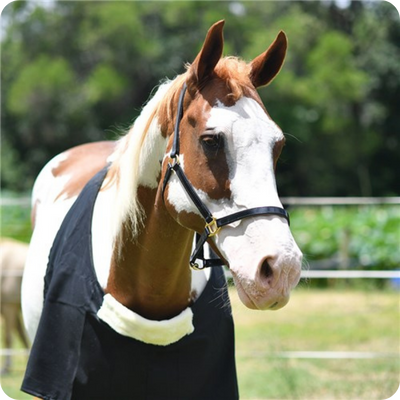 Economy Horse Rug Bib All Sizes