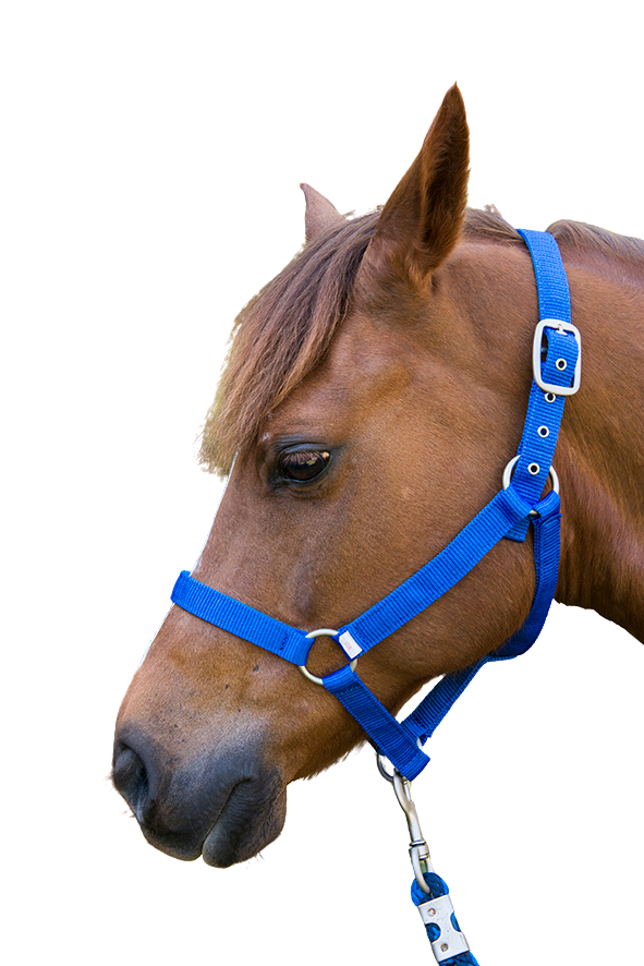 Showcraft - Nylon Headstall - Blue - All Sizes