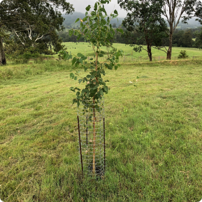 Ekidna Mesh Tree Guard Standard 36cm Dia x 115cm 1.7kg