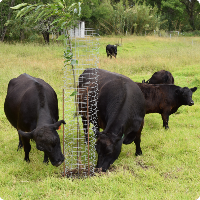 Ekidna Mesh Tree Guard Large 54cm Dia x 170cm 2.5kg