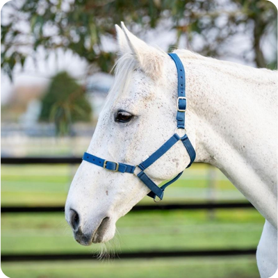 [6127] Eureka Buckle Halter - All Colours