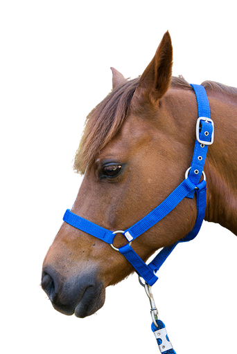 [6159] Showcraft - Nylon Headstall - Blue - All Sizes