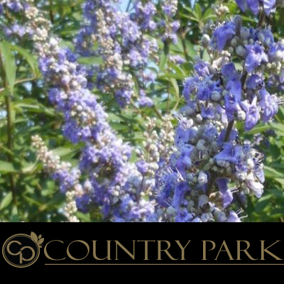[COUPCHAST1KG] Country Park Chastetree Berry Powder 1kg