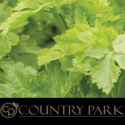 [COUPCELSEE1KG] Country Park Celery Seeds 1kg